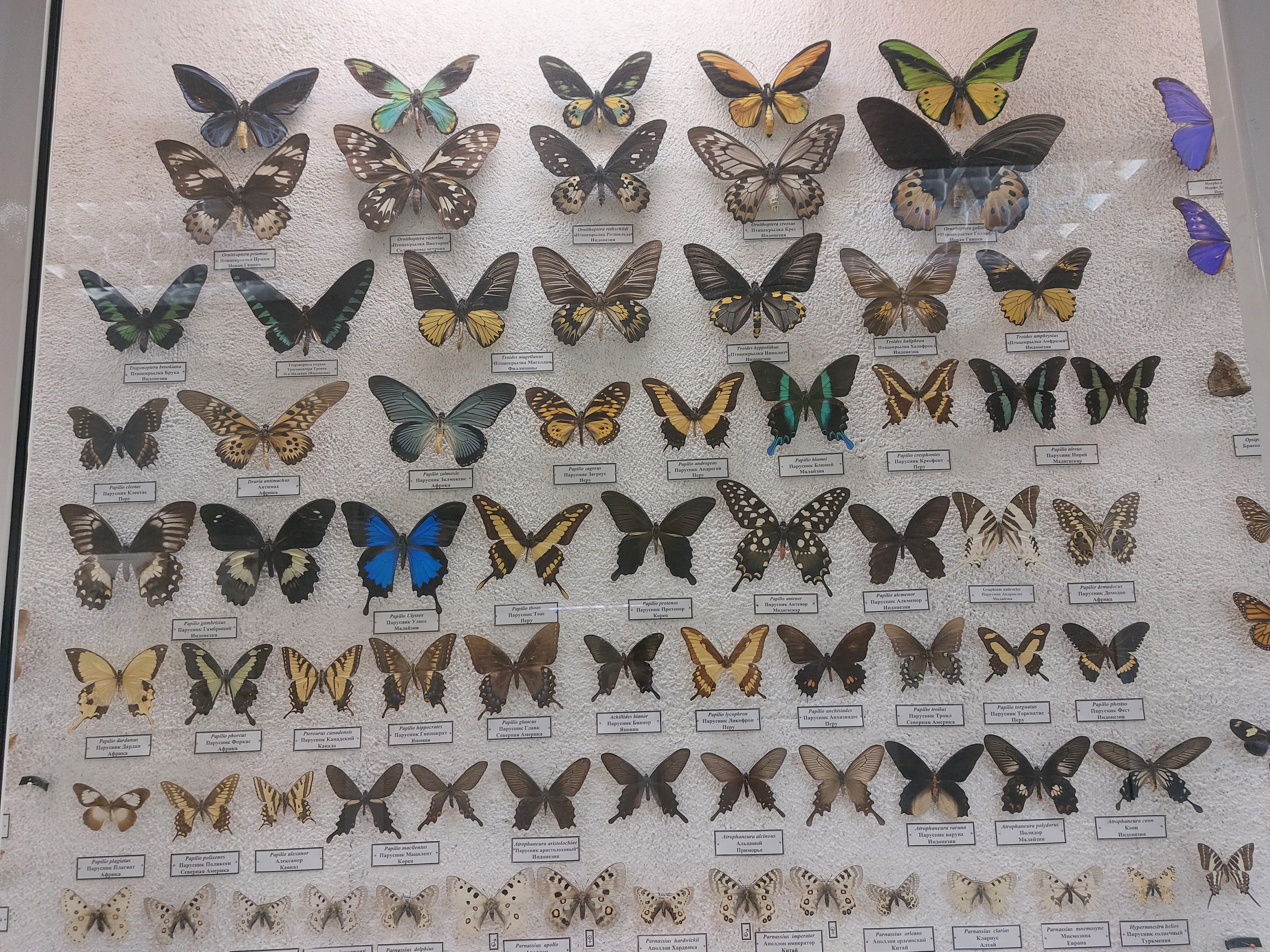 Бабочки Дальнего Востока