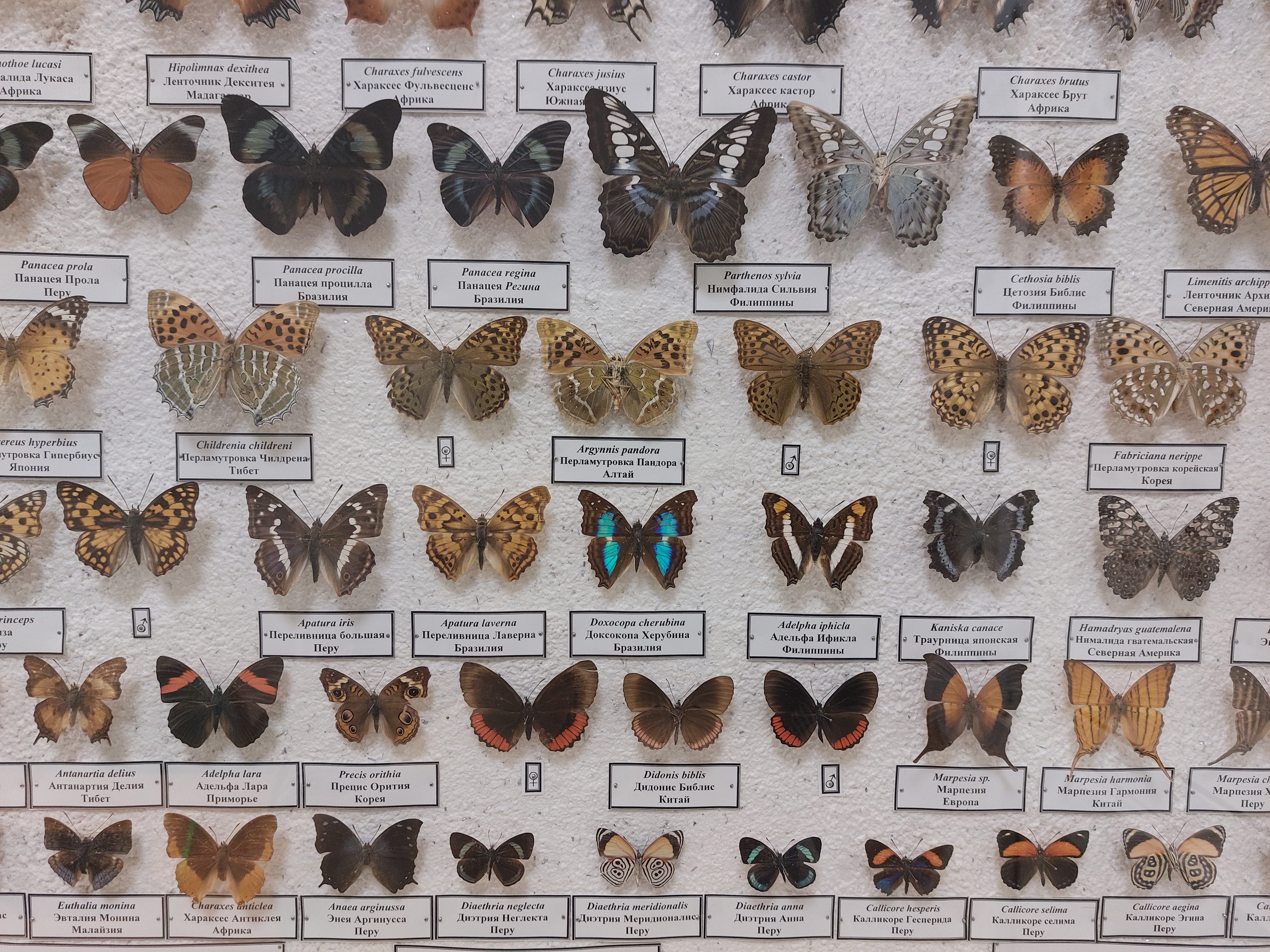 Бабочки Дальнего Востока