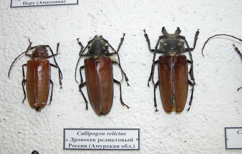 Реликтовый дровосек