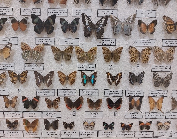 Парусник Улисс Малайзия