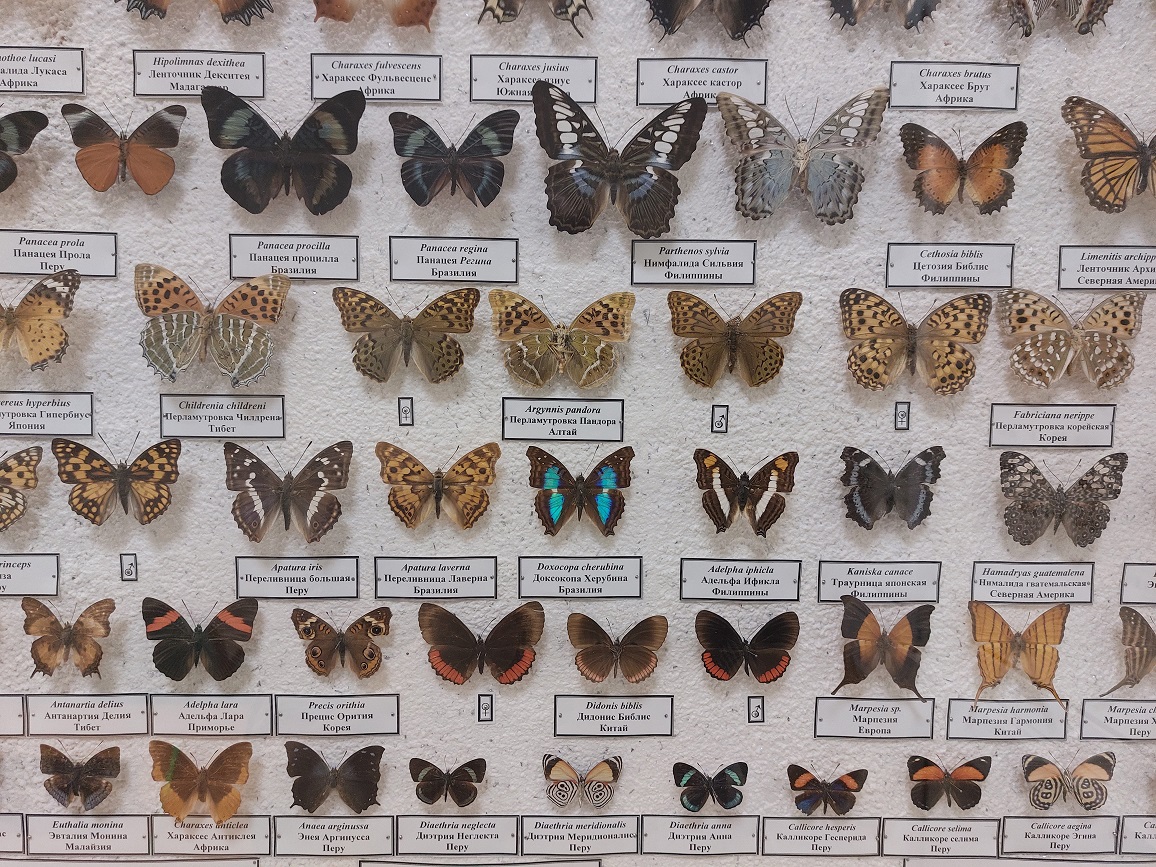 Одна из жемчужин коллекций – стенд с бабочками