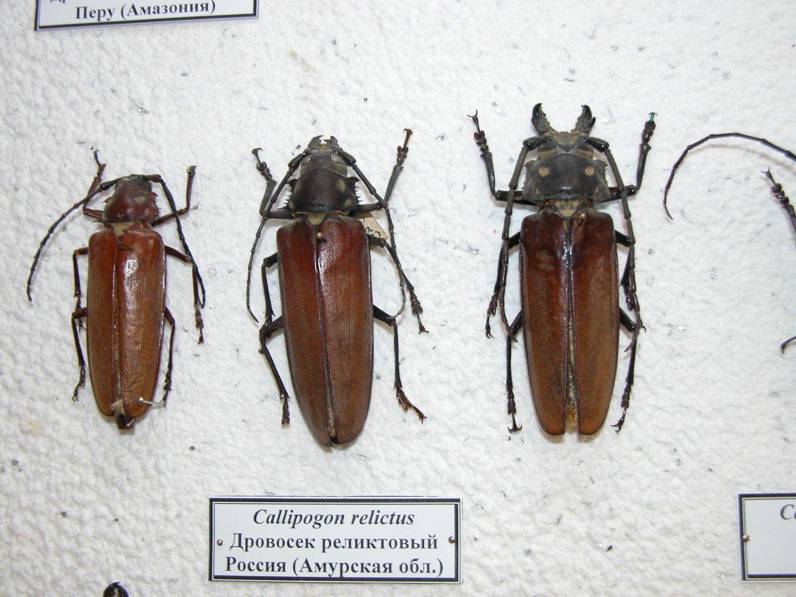 Реликтовый дровосек – крупнейший жук российской фауны, найденный в Норском заповеднике студентами БГПУ