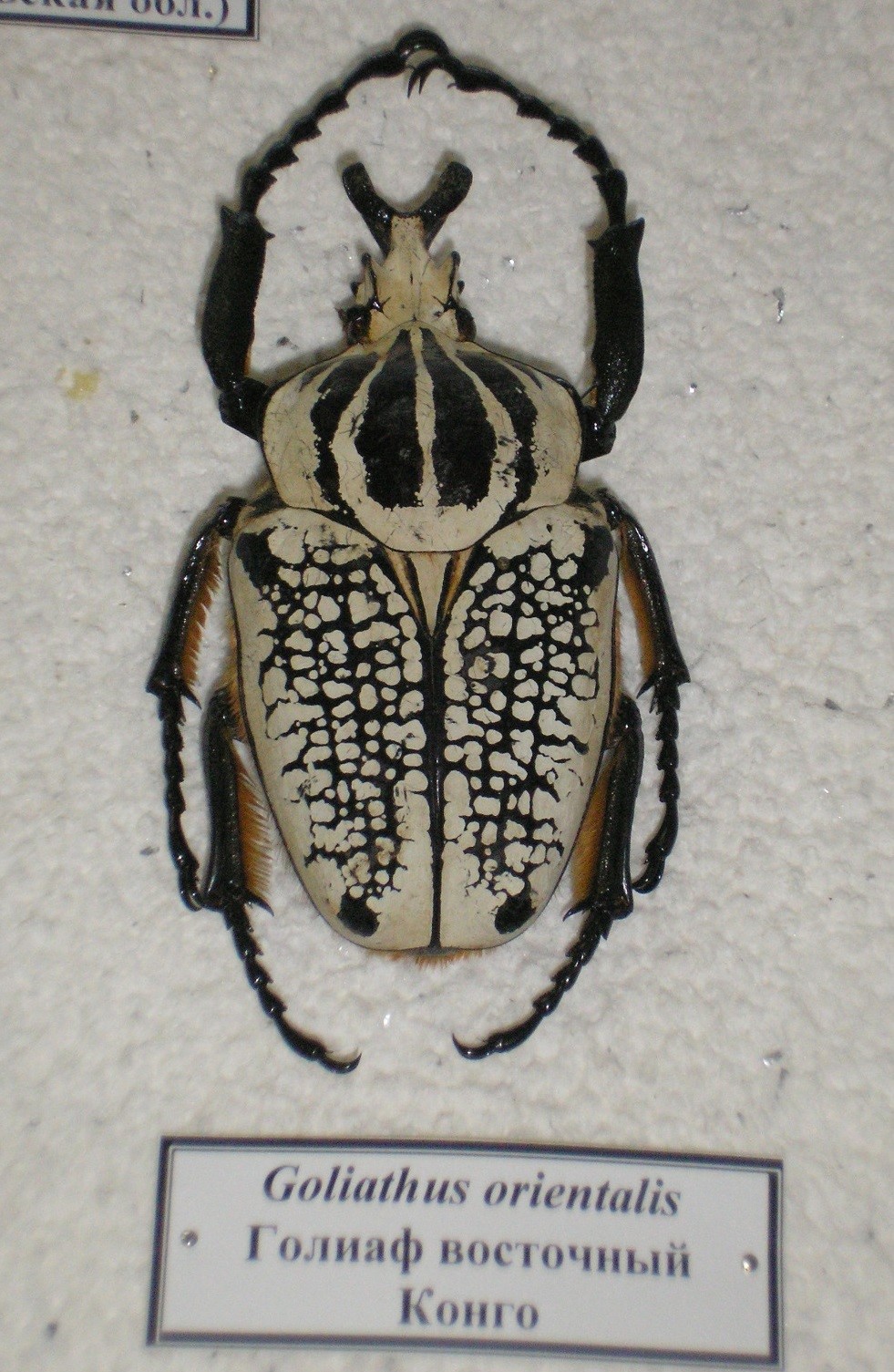 Гигант мира насекомых – жук-голиаф